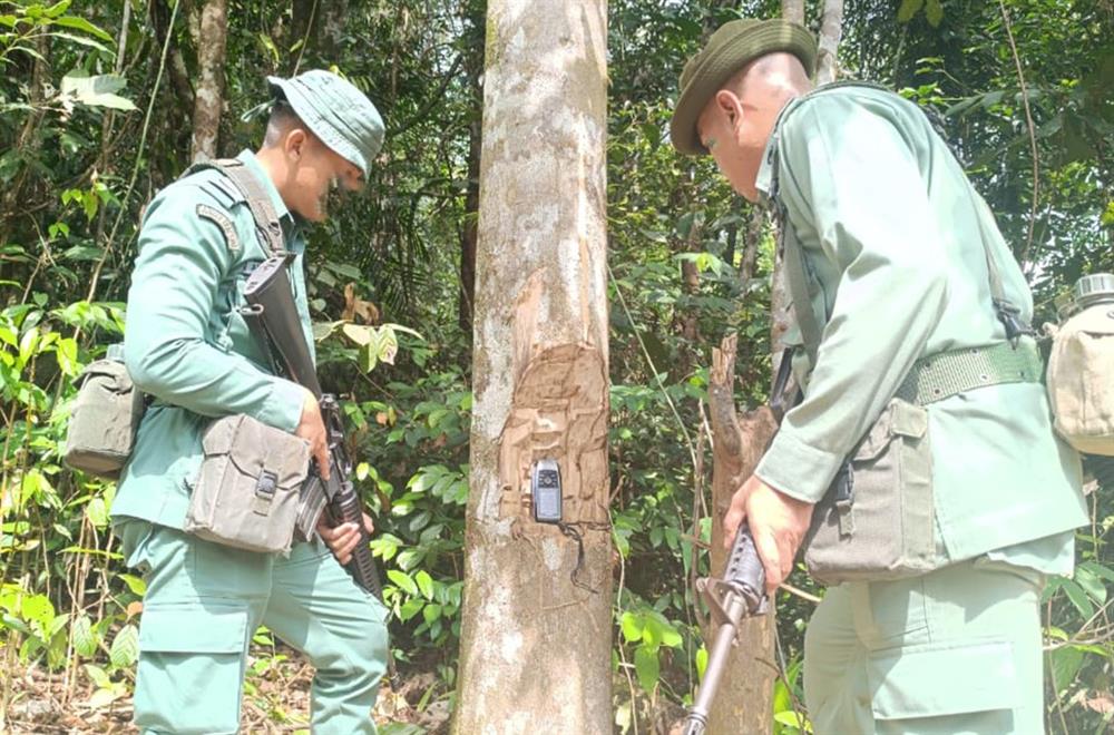 Kiểm lâm Brunei kiểm tra các loại cây tại nơi tịch thu 2.624 m3 gỗ trong Chiến dịch