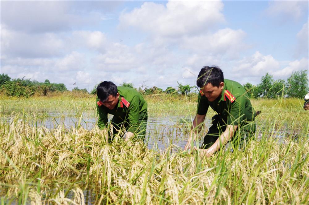 Cán bộ, chiến sĩ Công an giúp dân gặt lúa chạy lũ.