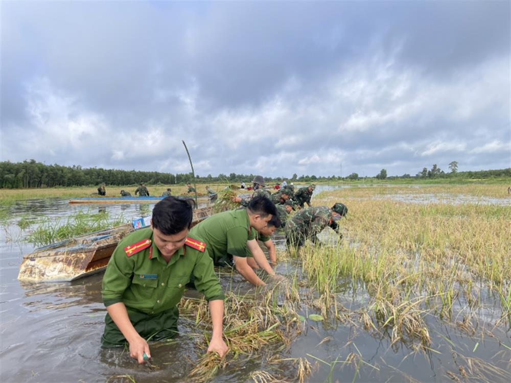 Hình ảnh lực lượng Công an và Quân đội giúp dân gặt lúa chạy lũ khiến người dân cảm kích.