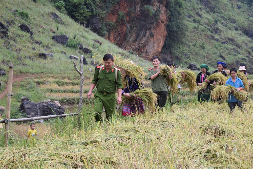 Công an xã Xá Nhè, huyện Tủa Chùa giúp dân thu hoạch lúa.