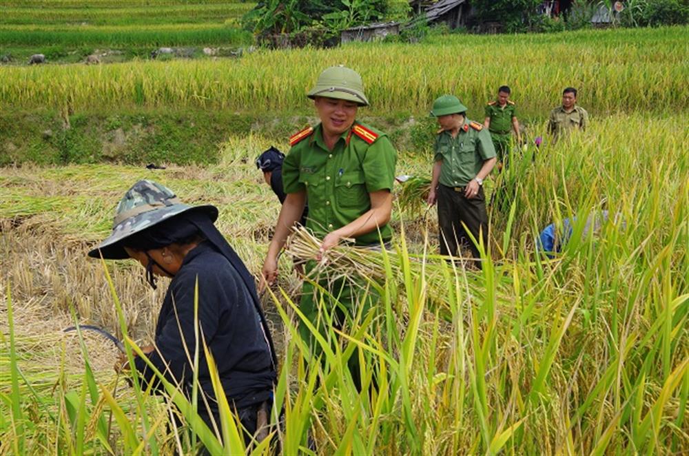 Công an xã Bản Phùng, huyện Hoàng Su Phì giúp dân thu hoạch mùa vụ.