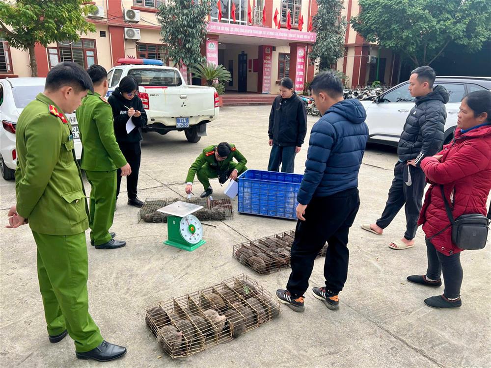 Lực lượng chức năng đang kiểm đếm các cá thể động vật hoang dã thu giữ của Lục Thị Phương.