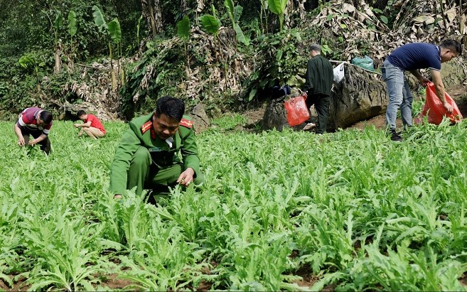  Lực lượng chức năng đang tiến hành phá nhổ cây thuốc phiện trồng trái phép.