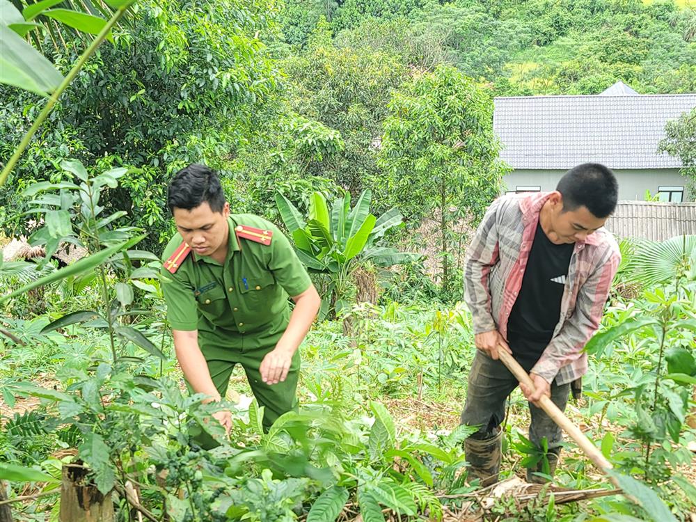 Công an xã cùng anh Phùng Văn Tường trồng cây quế.