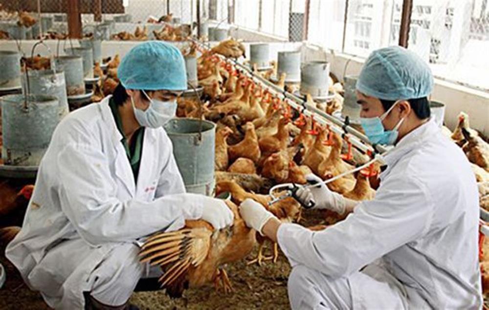 07 tỉnh đã xảy ra Cúm gia cầm A/H5N1, buộc tiêu hủy trên 12.000 con gia cầm