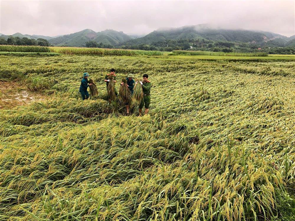 Công an huyện Chiêm Hoá gặt lúa sau bão cho bà con Nhân dân.