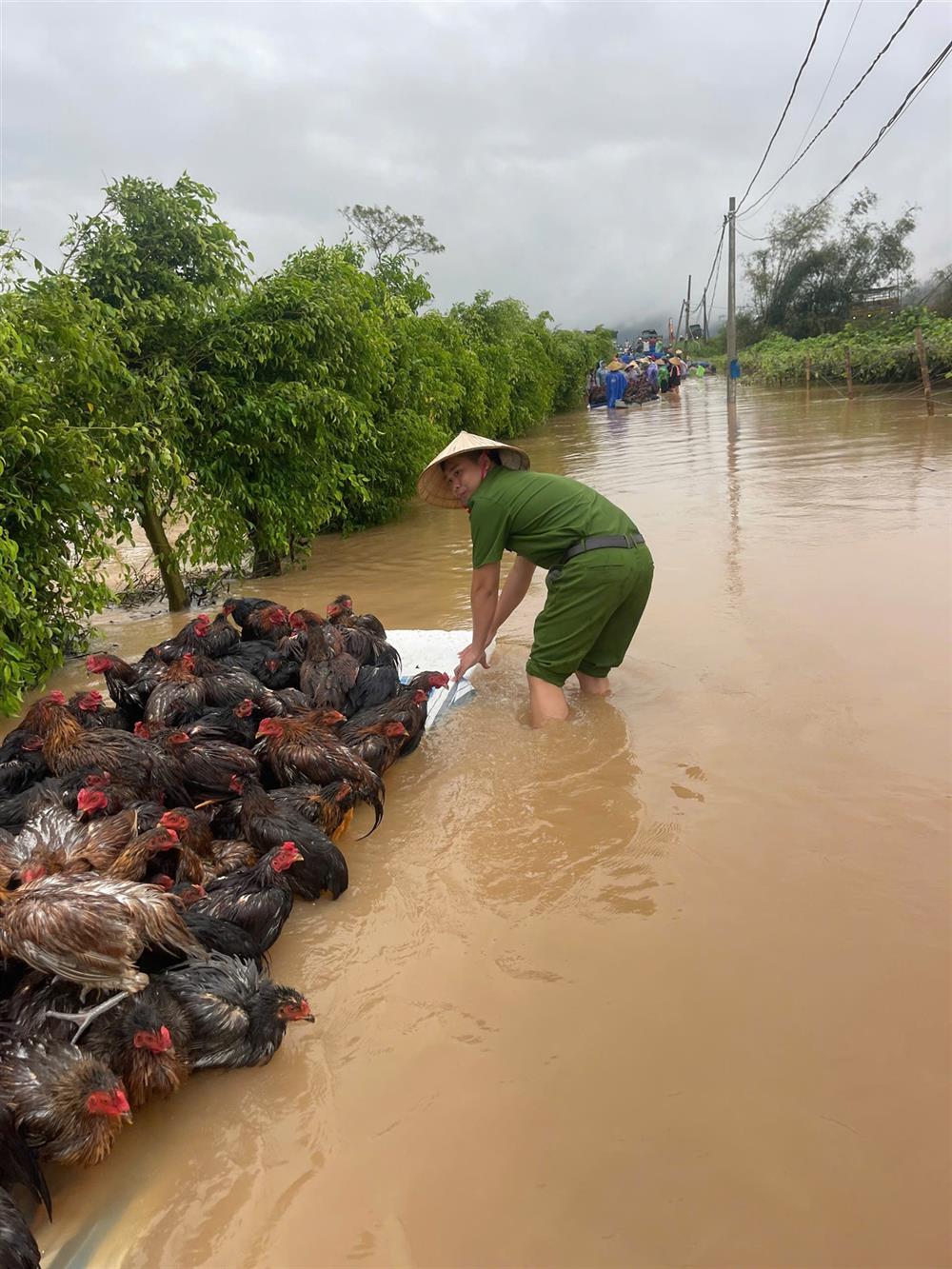 Công an xã Lê Ninh, thị xã Kinh Môn hỗ trợ bà con đưa vật nuôi lên vị trí an toàn.