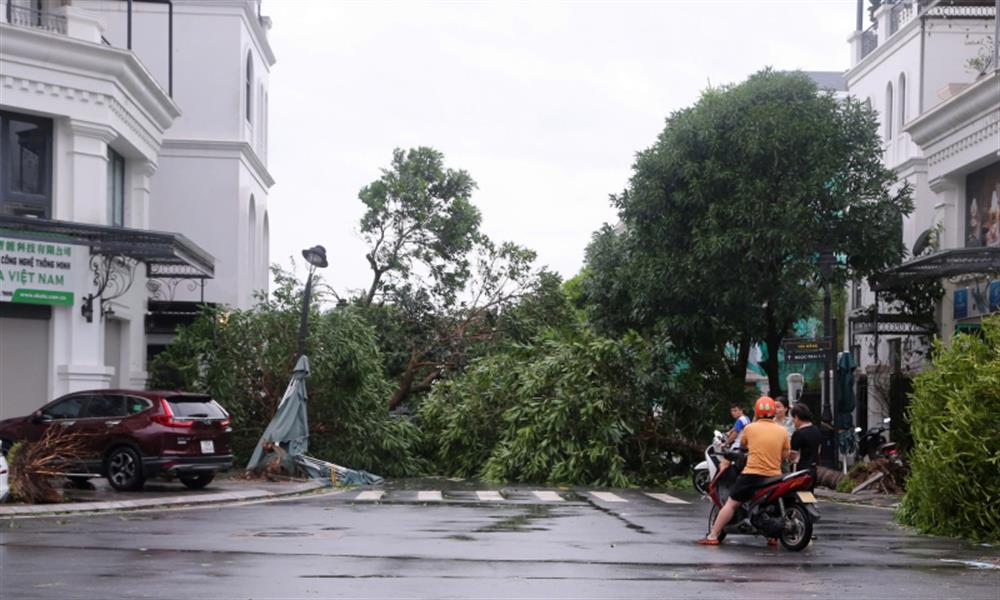 Bão số 3 khiến cây cối gãy đổ làm thiệt hại rất nhiều tài sản.