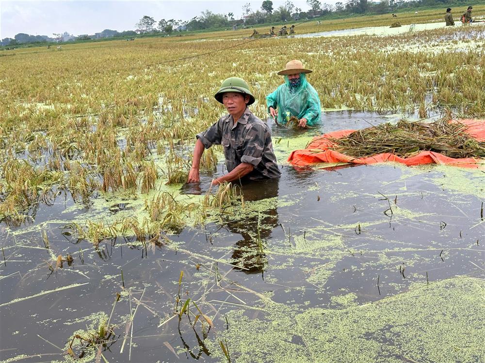 anh Nguyễn Phượng Dân - Xóm Thầy, xã Mỵ Nương cảm ơn CBCS CSCĐ có mọi ng giúp nên việc gặt lúa cũng nhanh và cứu được 1 phần nào lúa đỡ hư.