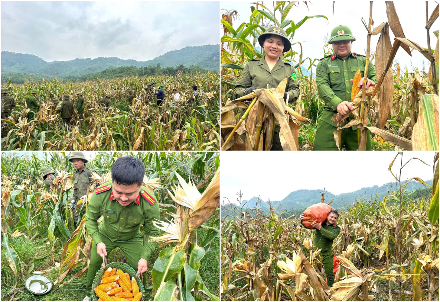 Công an xã Tô Mậu giúp bà con thu hoạch vụ ngô.