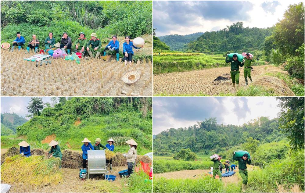 Công an xã Tân Văn hỗ trợ người dân thu hoạch  lúa mùa vụ.