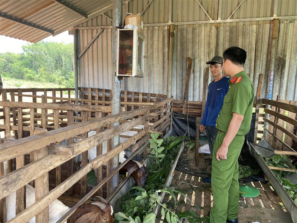 Mô hình chăn nuôi dê ngoại nhập của anh Nguyễn Trung Thành, xã Long Hà, huyện Phú Riềng.