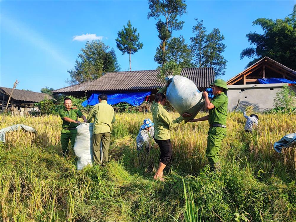 Hình ảnh thu hoạch lúa tại huyện Mường Khương, Sa Pa, Si Ma Cai (Lào Cai).